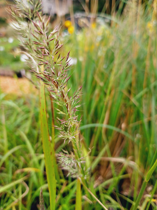 Calamagrostis brachytricha Diamant-Reitgras