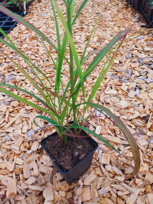 Miscanthus sinensis 'Flammenmeer' Chinaschilf