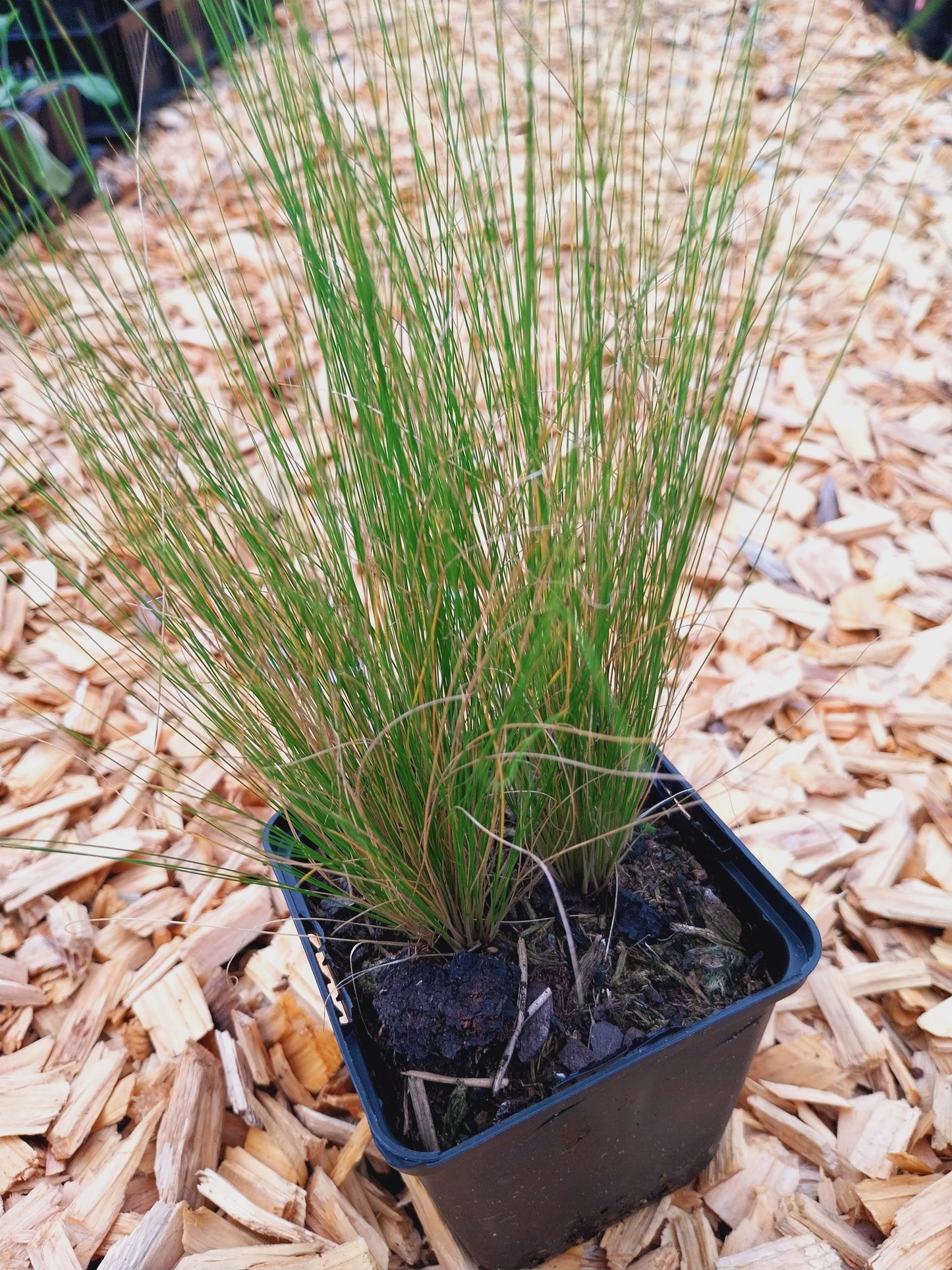 Stipa tenuissima 'Ponytails' Zartes Federgras