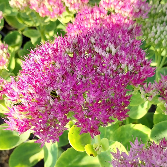 Sedum spectabile 'Rosenteller' Prächtiges Fettblatt