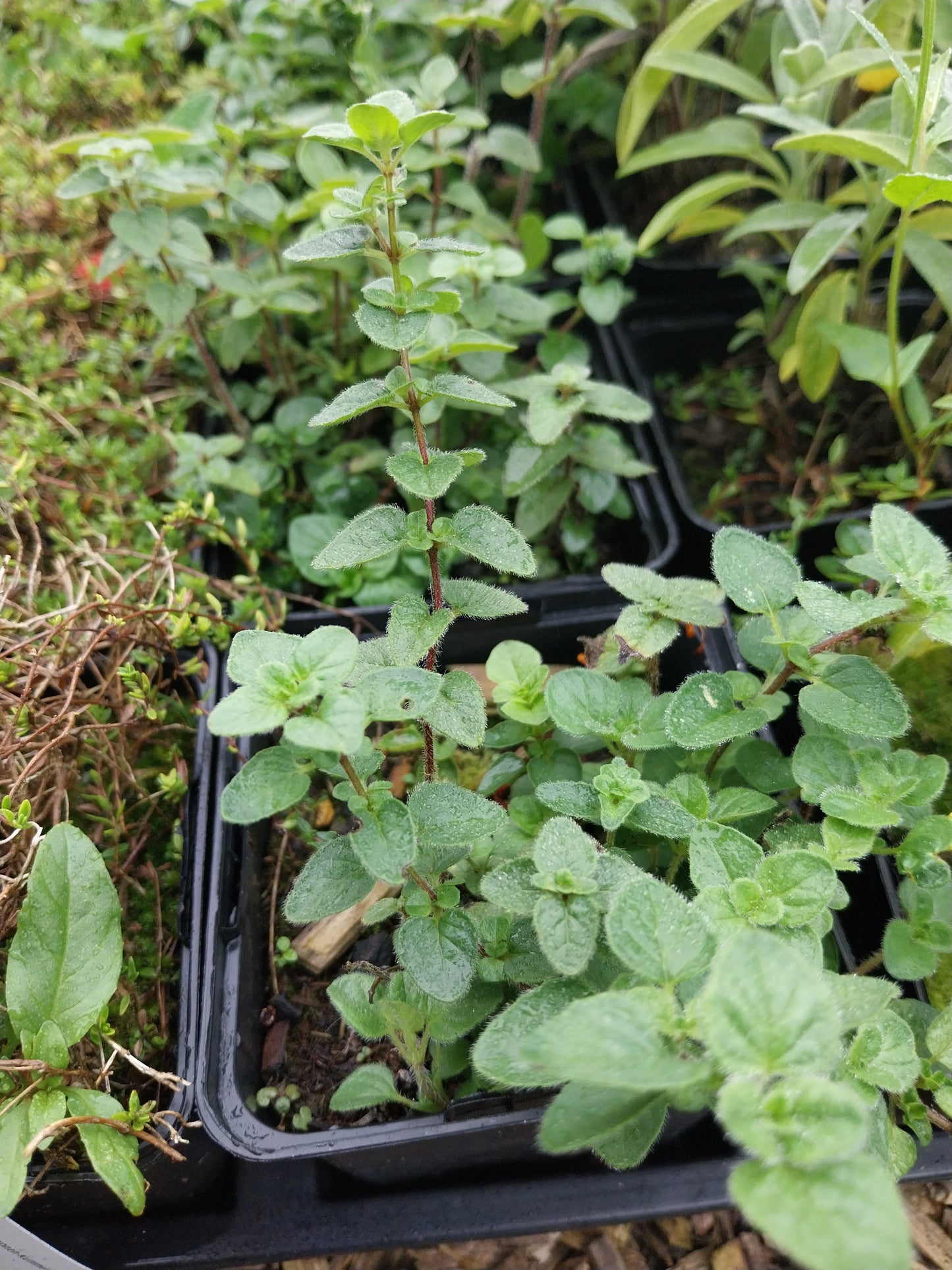 Origanum vulgare Gewöhnlicher Dost, Wilder Majoran