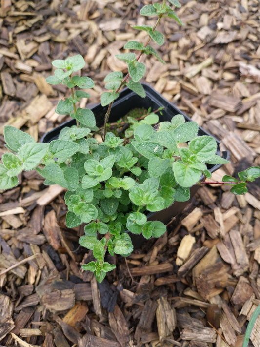 Origanum vulgare Gewöhnlicher Dost, Wilder Majoran