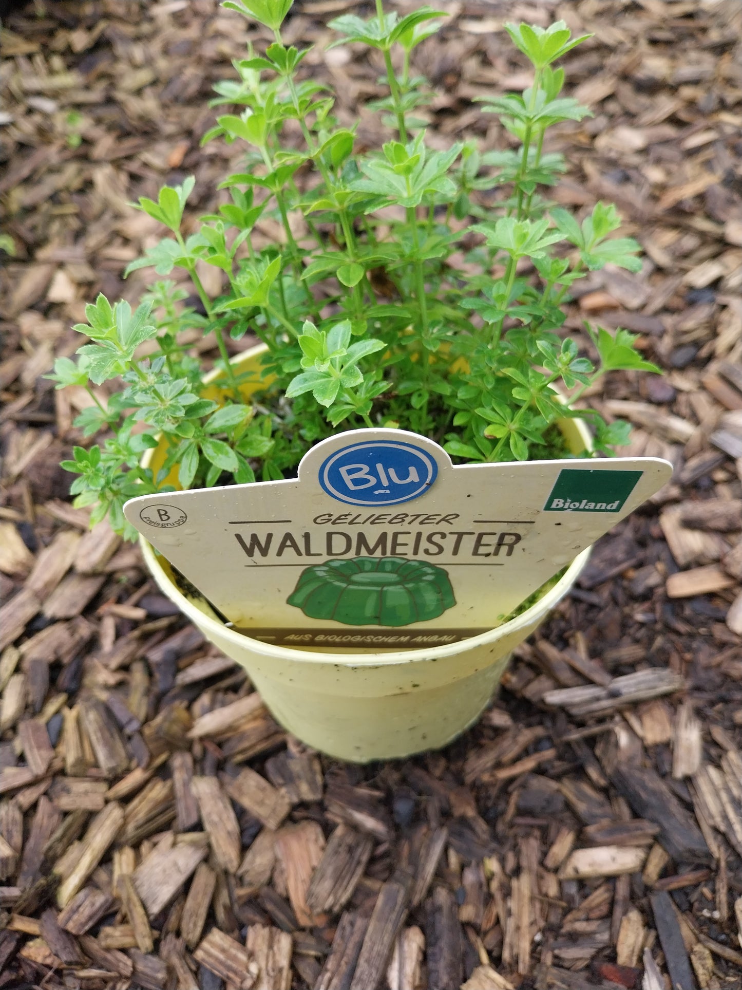 Blu Bio Waldmeister Galium odoratum