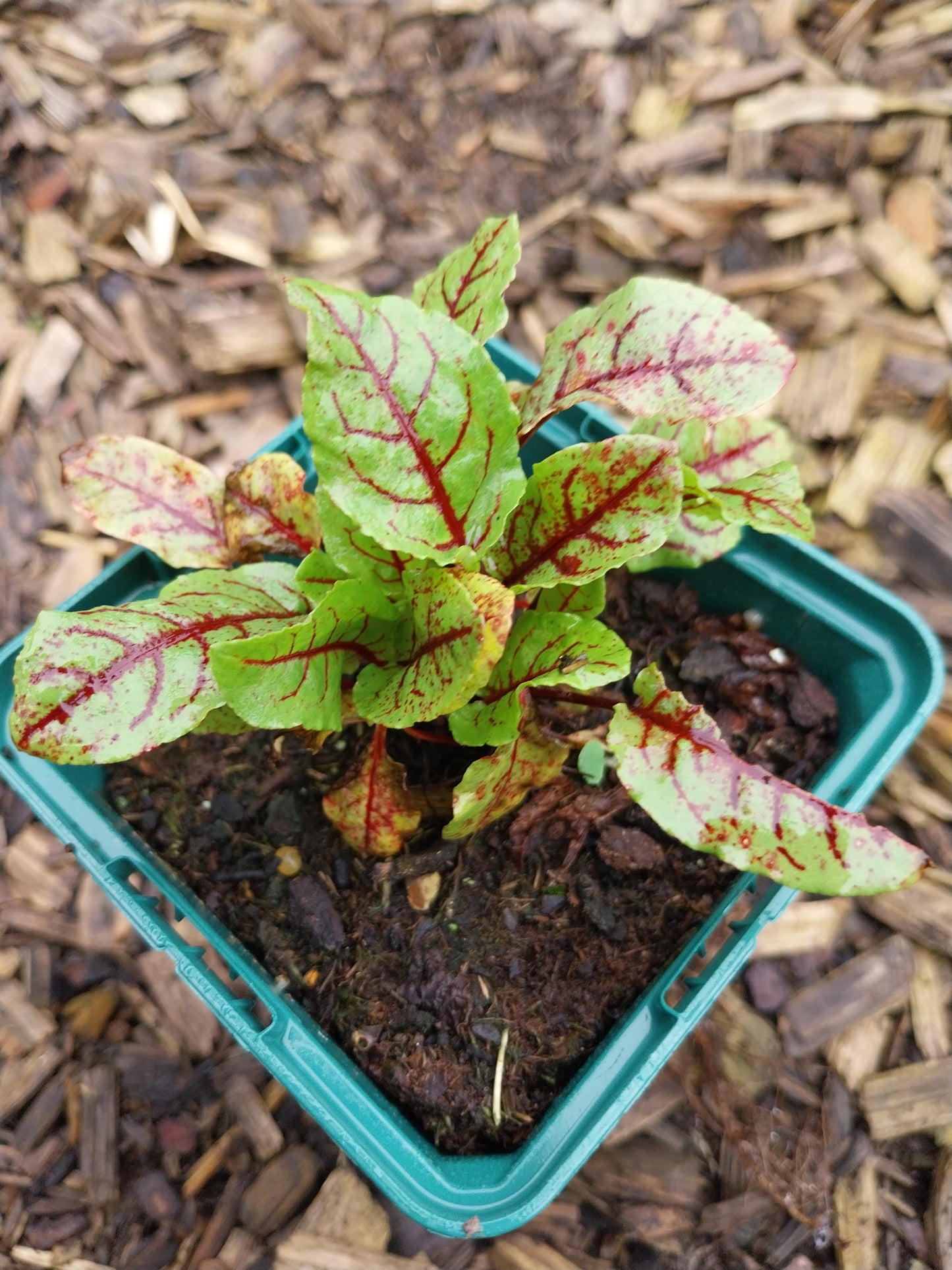 Rumex sanguineus Blut-Ampfer
