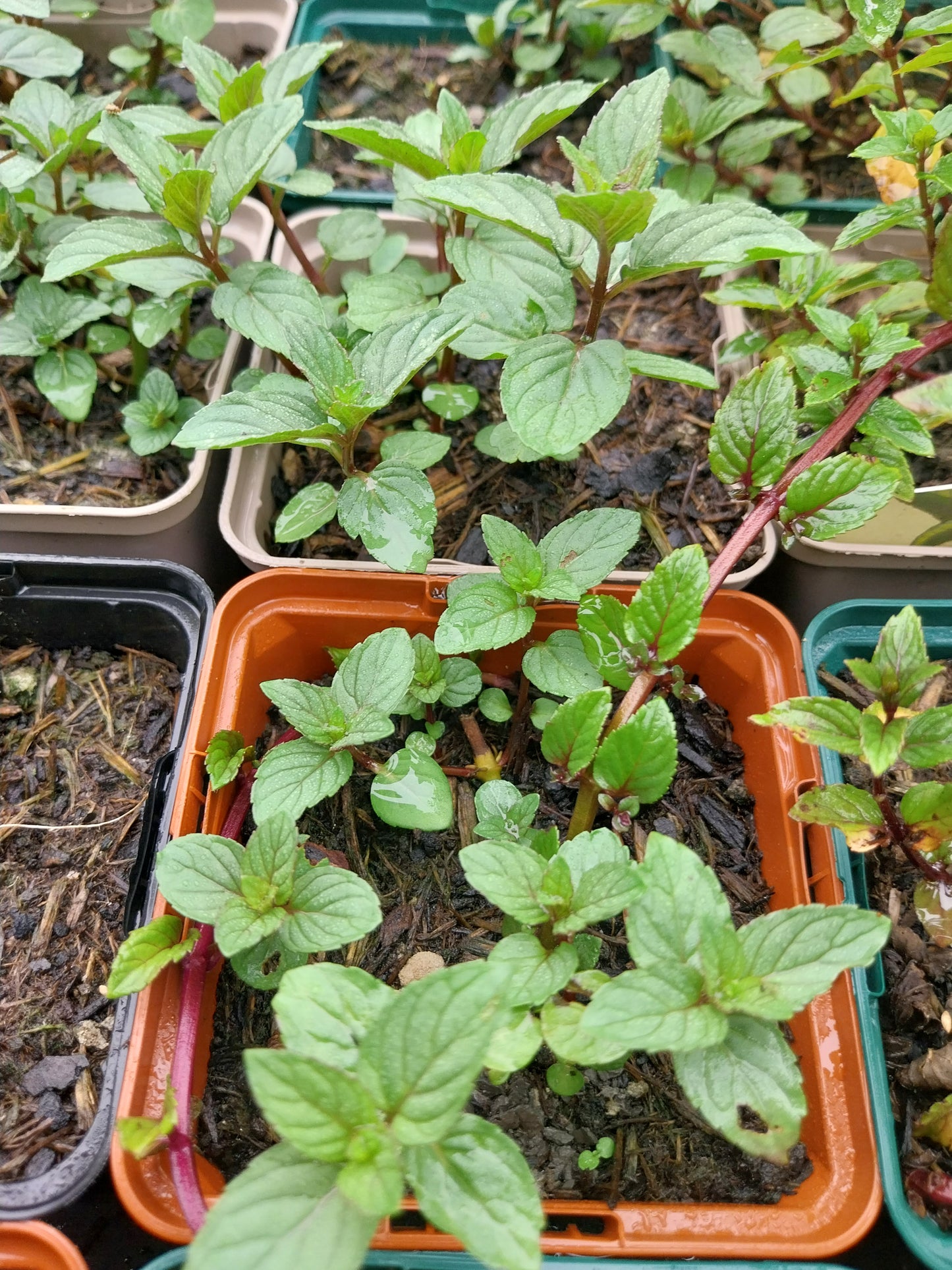 Mentha × piperita 'Chocolate' Schokoladen-Minze