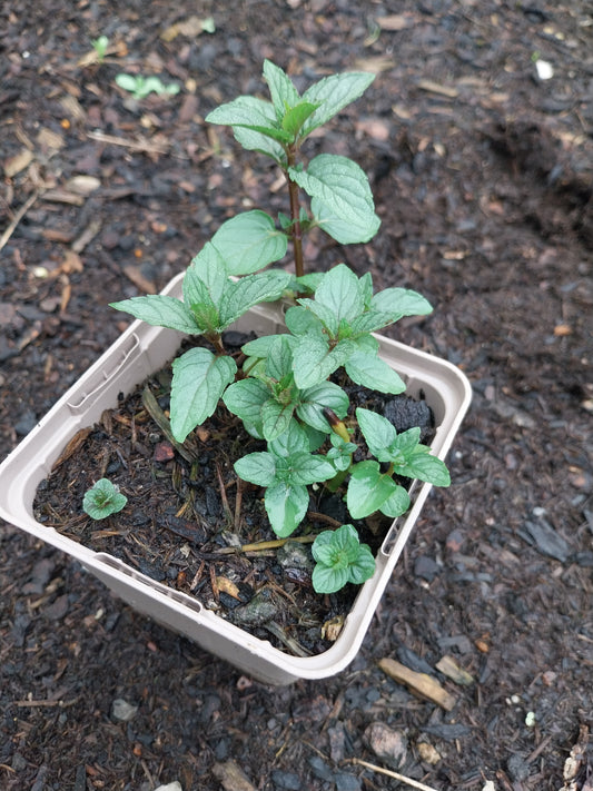 Mentha × piperita 'Chocolate' Schokoladen-Minze