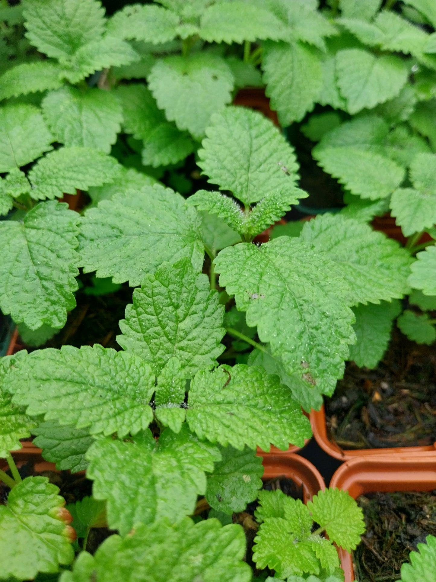 Melissa officinalis Zitronen-Melisse