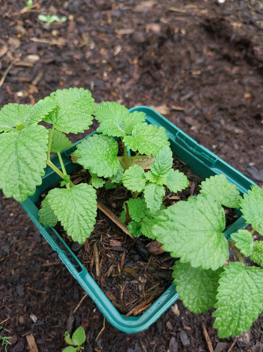 Melissa officinalis Zitronen-Melisse