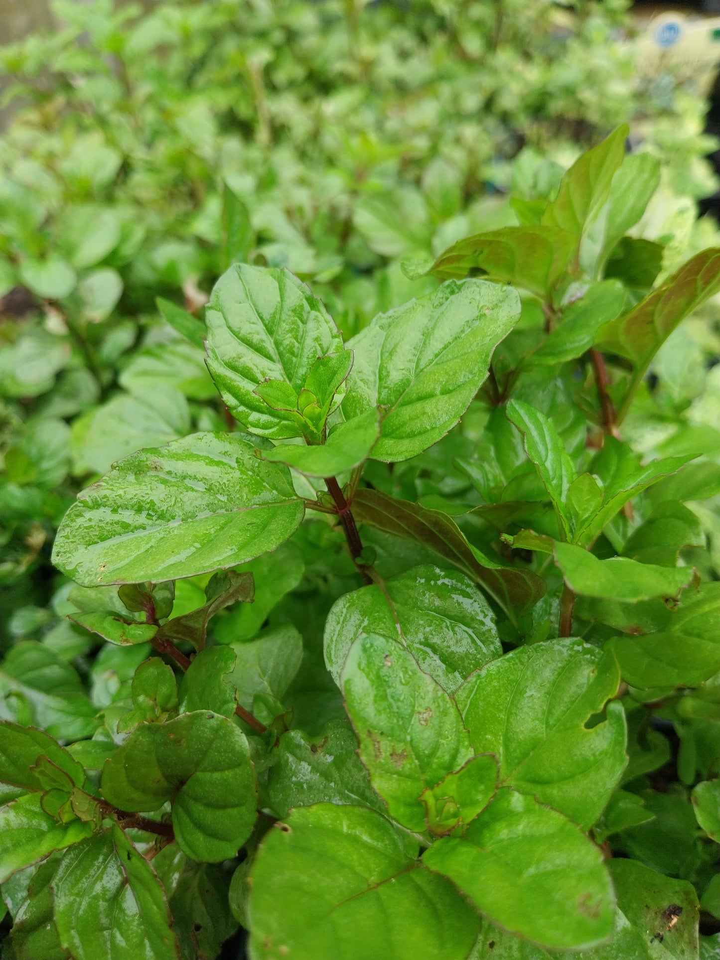 Mentha suaveolens Wohlriechende Minze