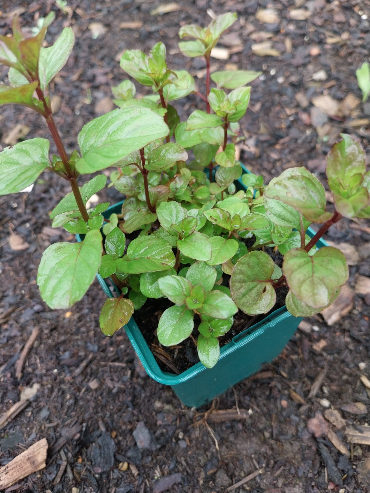 Mentha suaveolens Wohlriechende Minze