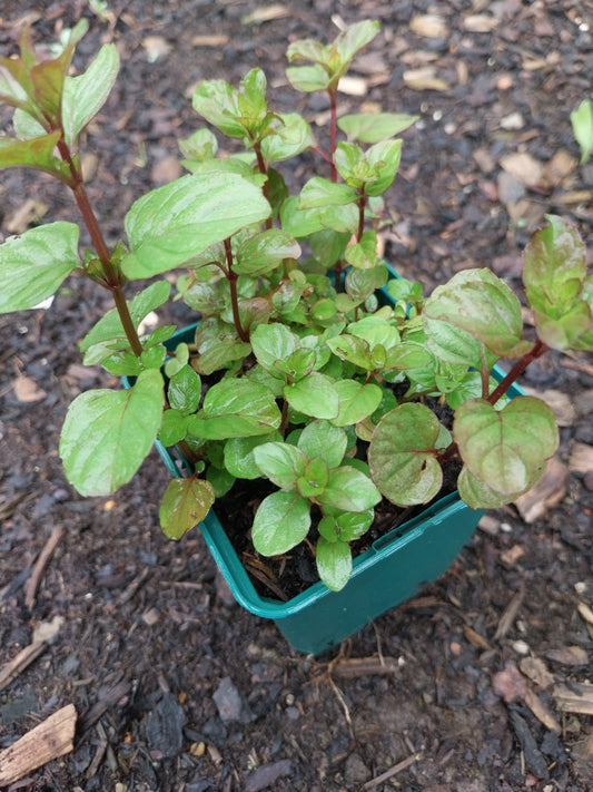 Mentha suaveolens Wohlriechende Minze