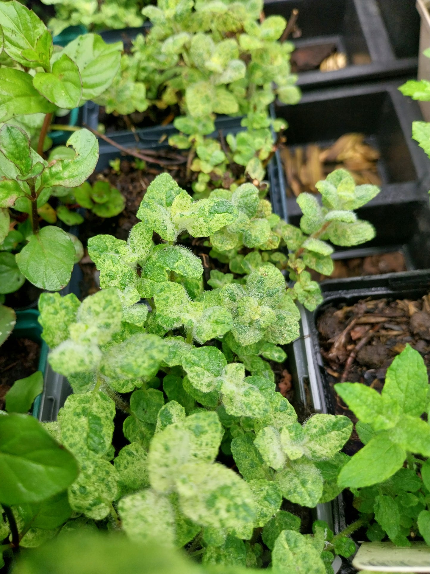 Mentha suaveolens 'Variegata' Buntblättrige Minze