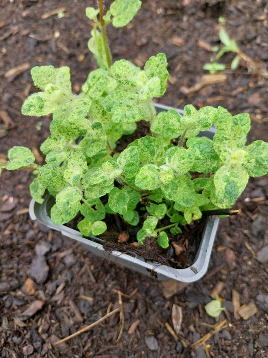 Mentha suaveolens 'Variegata' Buntblättrige Minze
