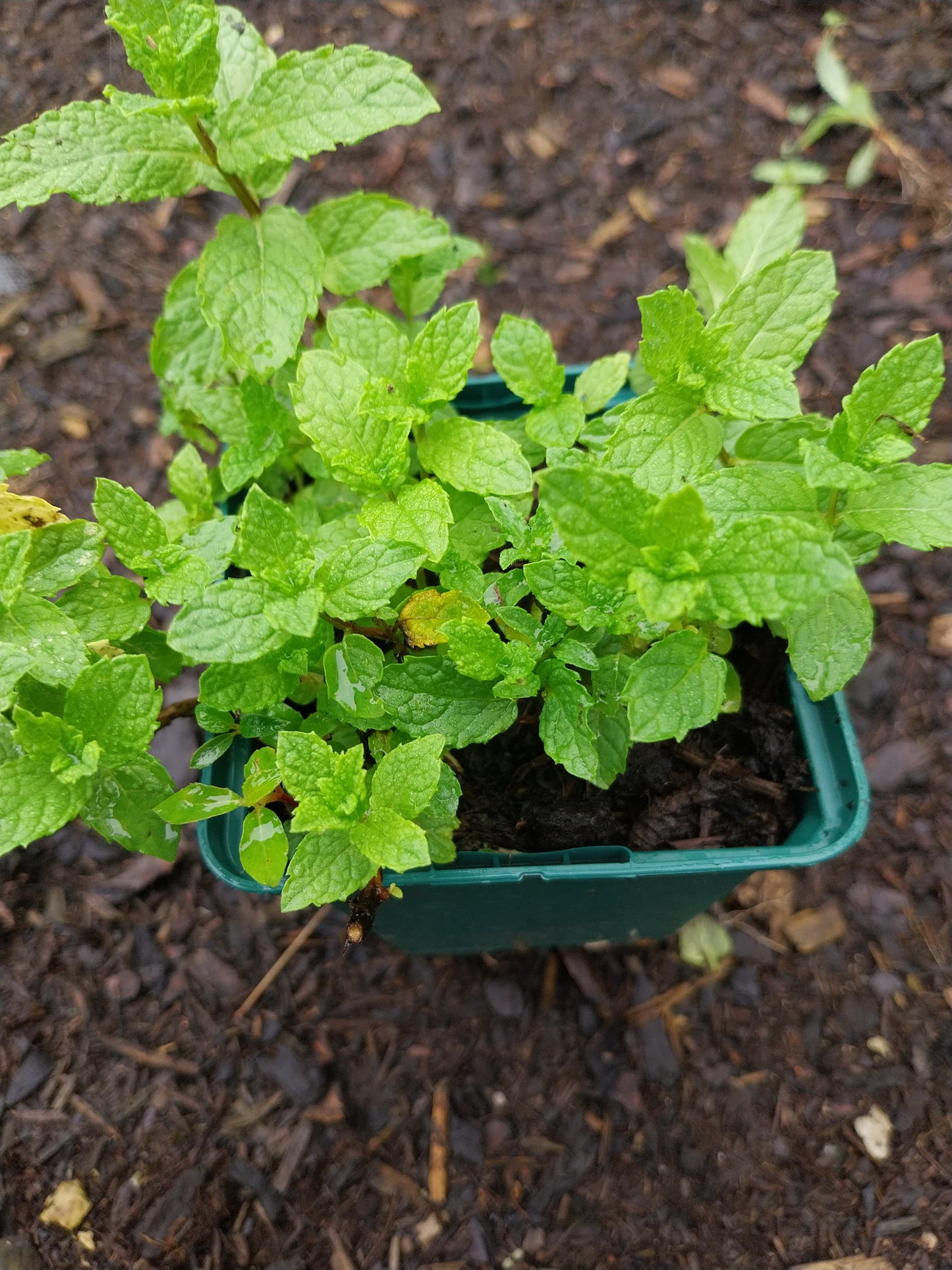 Mentha spicata Grüne Minze