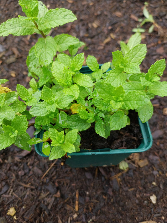 Mentha spicata Grüne Minze