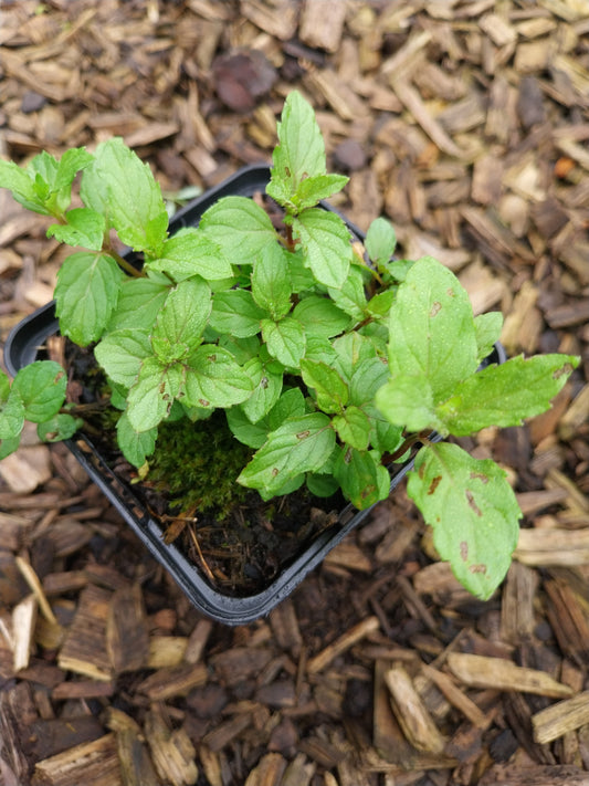 Mentha × piperita Pfeffer-Minze