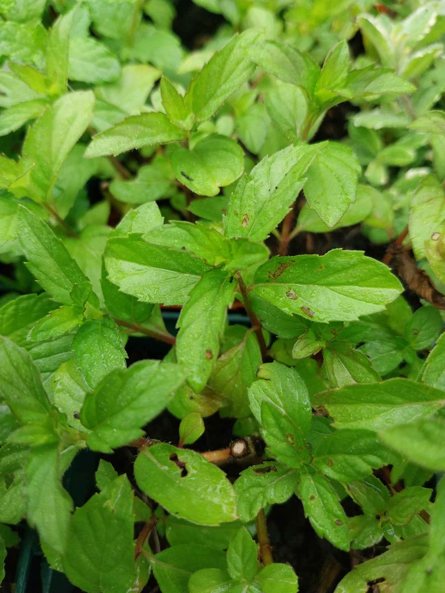 Mentha arvensis Acker-Minze