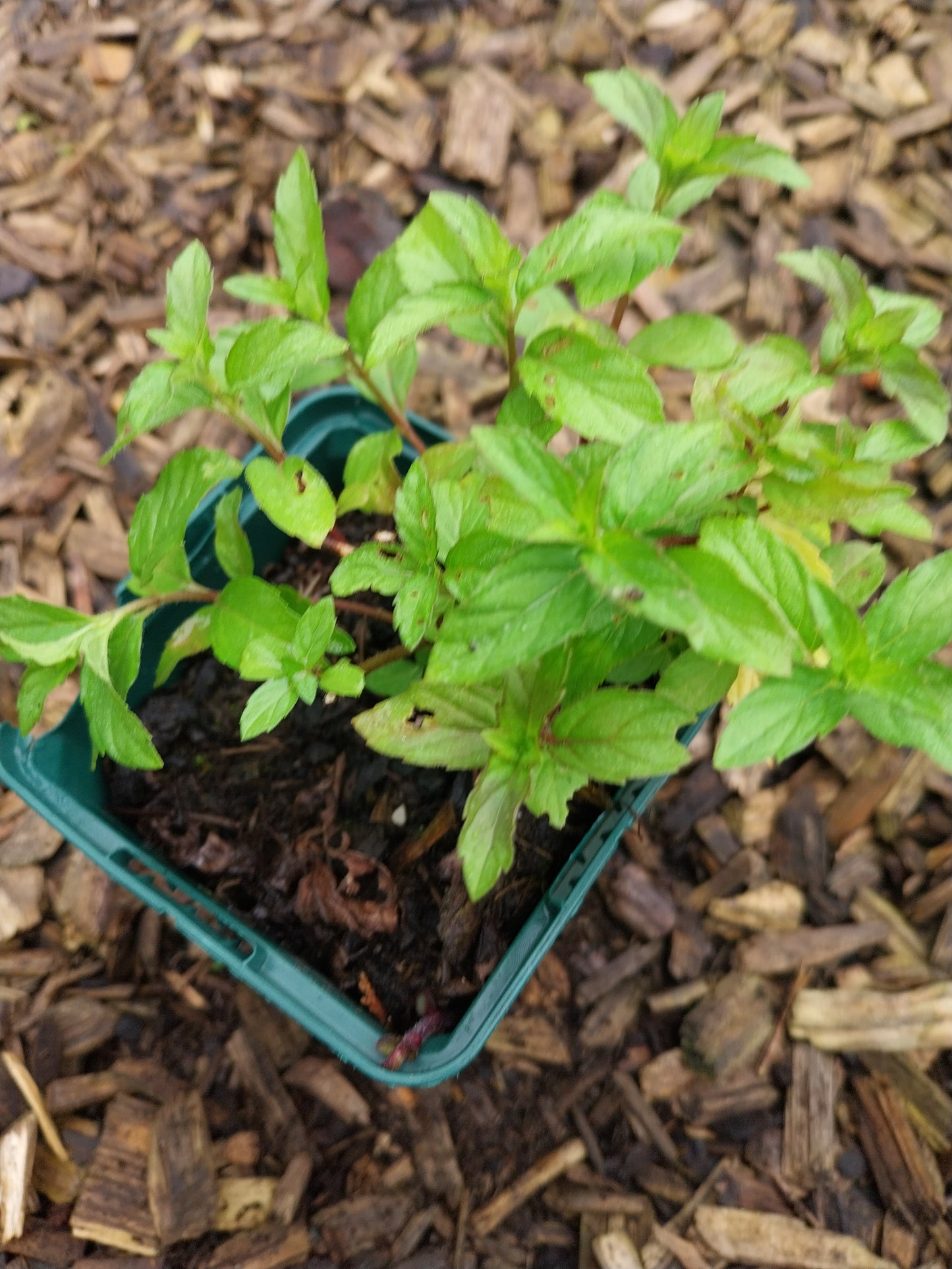 Mentha arvensis Acker-Minze