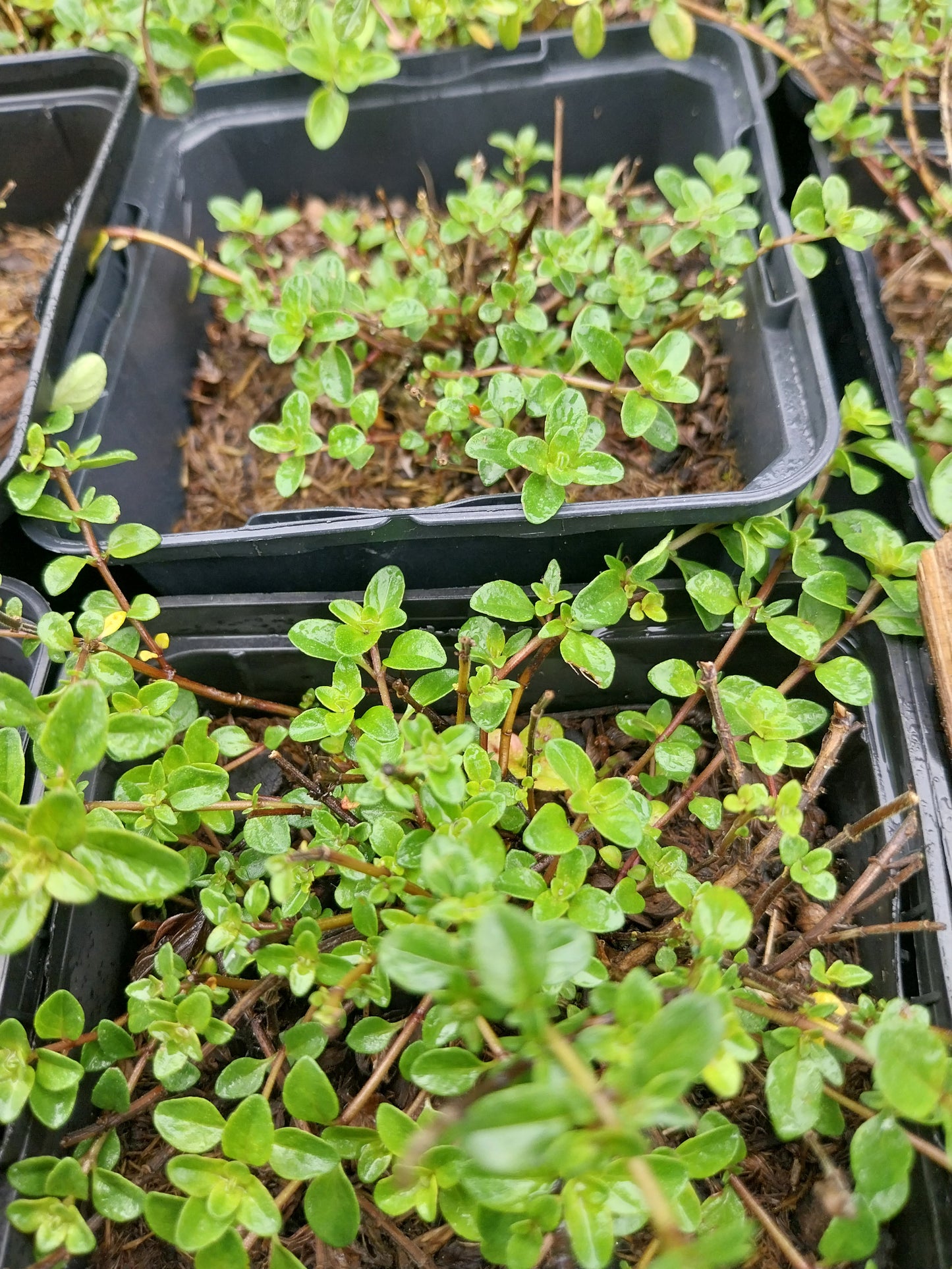 Thymus pulegioides 'Tabor' Pizzathymian