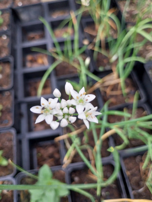 Allium tuberosum Schnittknoblauch