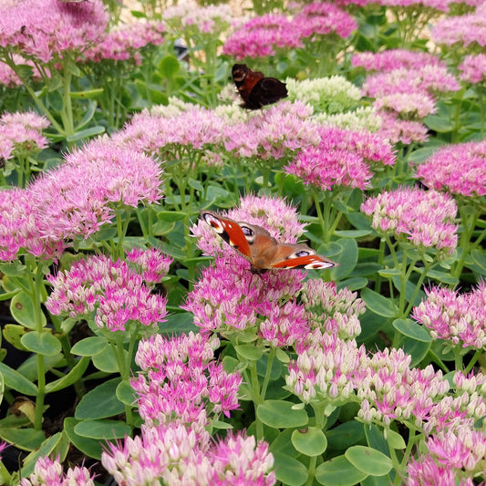 Sedum spectabile 'Rosenteller' Prächtiges Fettblatt
