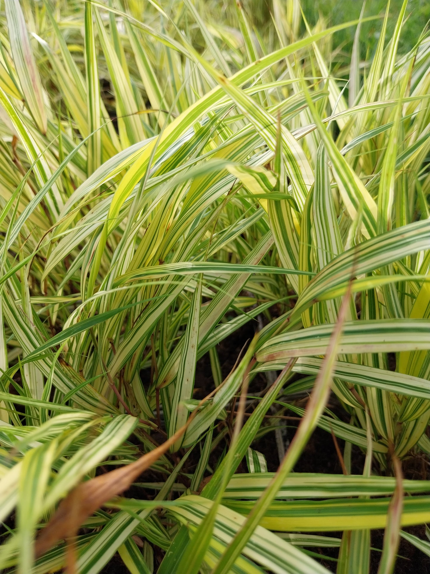 Hakonechloa macra 'Aureola' Buntes Berggras