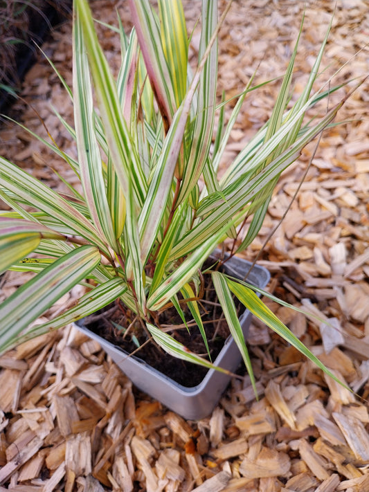 Hakonechloa macra 'Aureola' Buntes Berggras