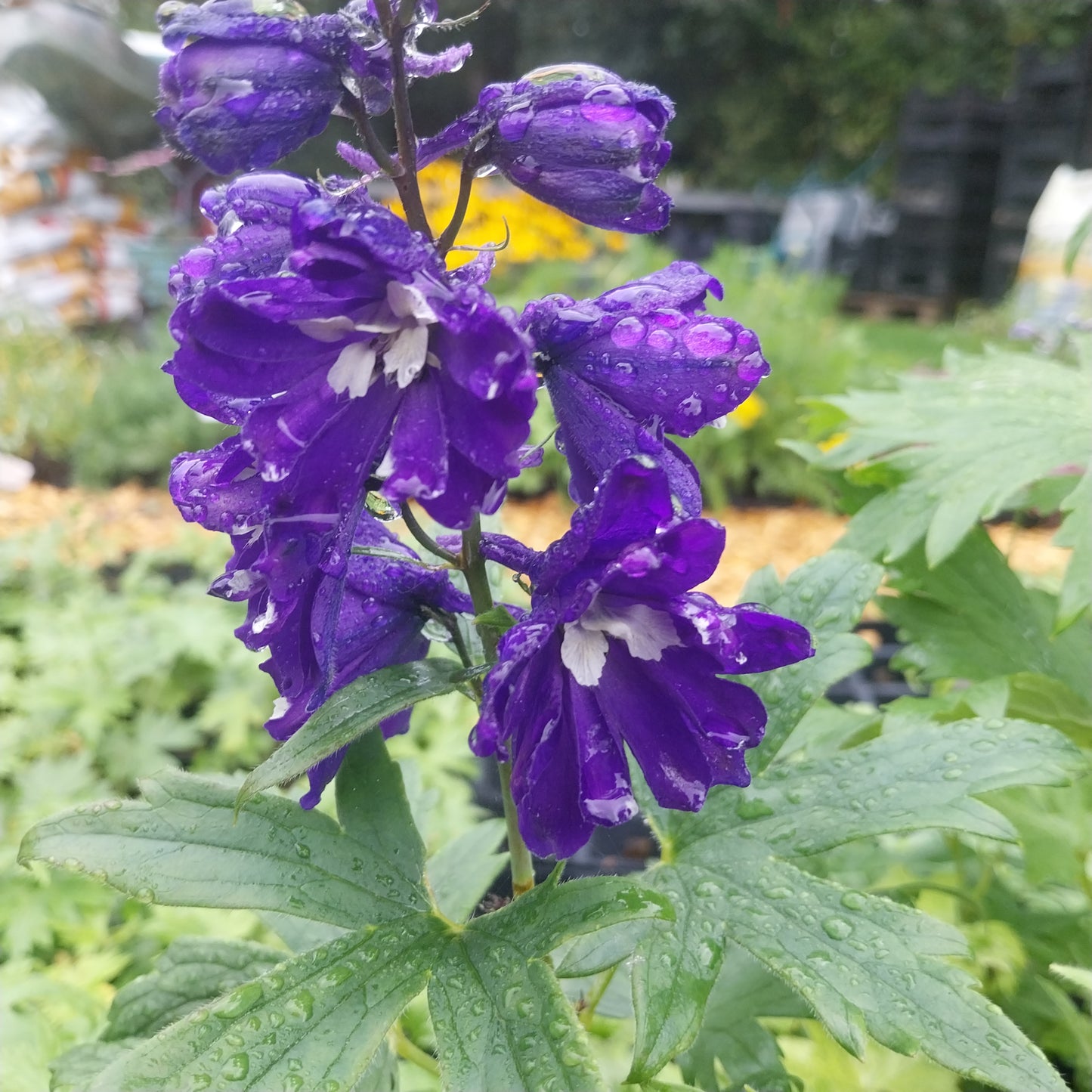 Delphinium × cultorum Pacific 'King Arthur' Pacific Rittersporn