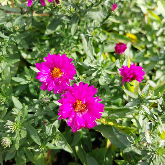 Aster dumosus 'Jenny' Kissen-Aster