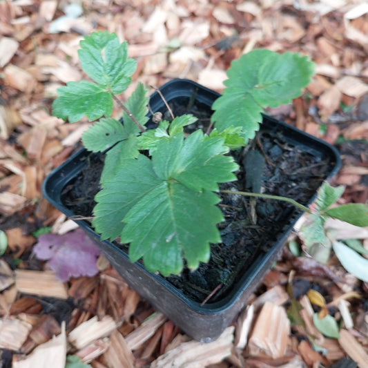 Fragaria vesca var. vesca Wald-Erdbeere