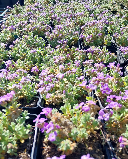 Aubrieta × cultorum 'Audrey Sky Blue' Blaukissen