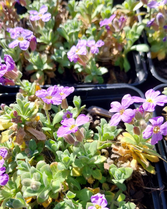 Aubrieta × cultorum 'Audrey Sky Blue' Blaukissen