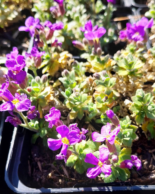 Aubrieta × cultorum 'Audrey Blue Shades ' Blaukissen