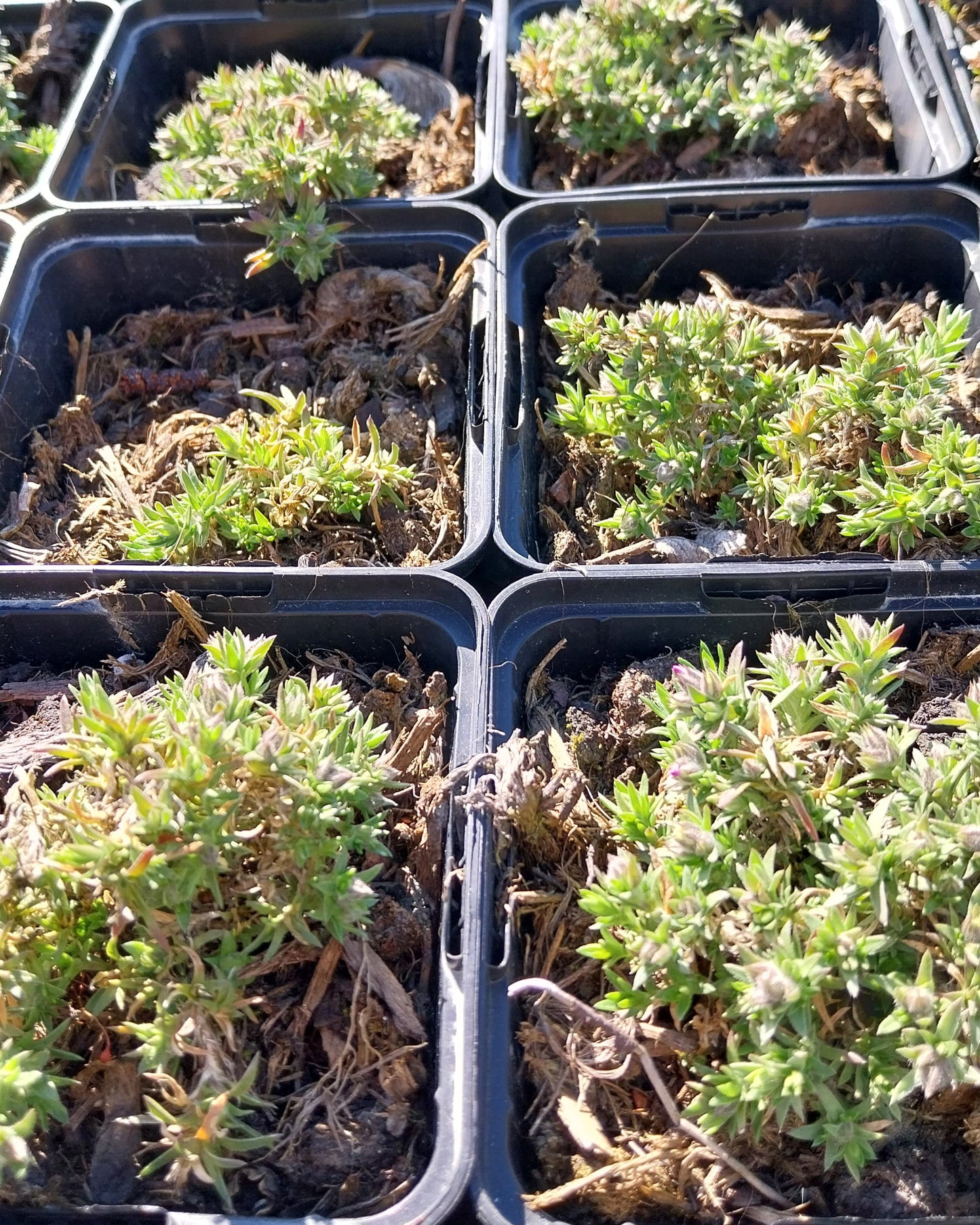 Phlox douglasii 'Red Admiral' Teppich-Flammenblume