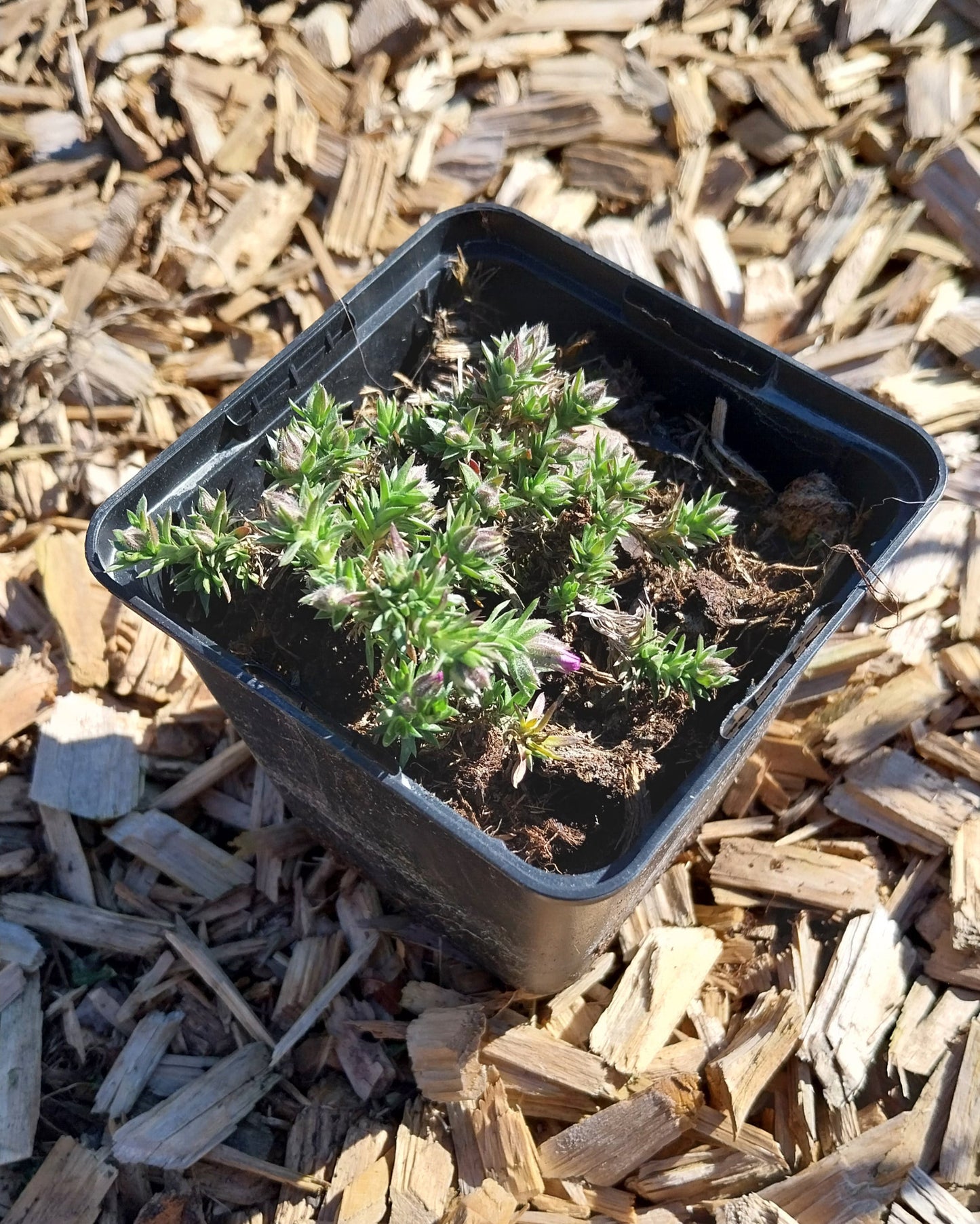 Phlox douglasii 'Red Admiral' Teppich-Flammenblume