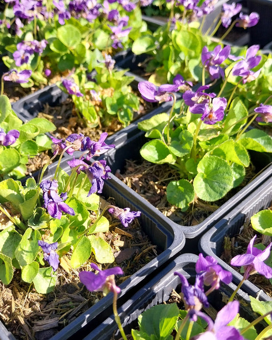 Viola odorata 'Königin Charlotte' Duft-Veilchen