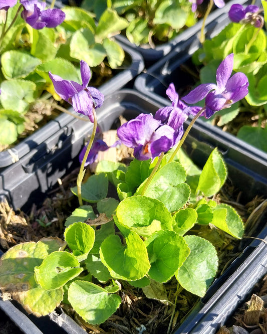 Viola odorata 'Königin Charlotte' Duft-Veilchen