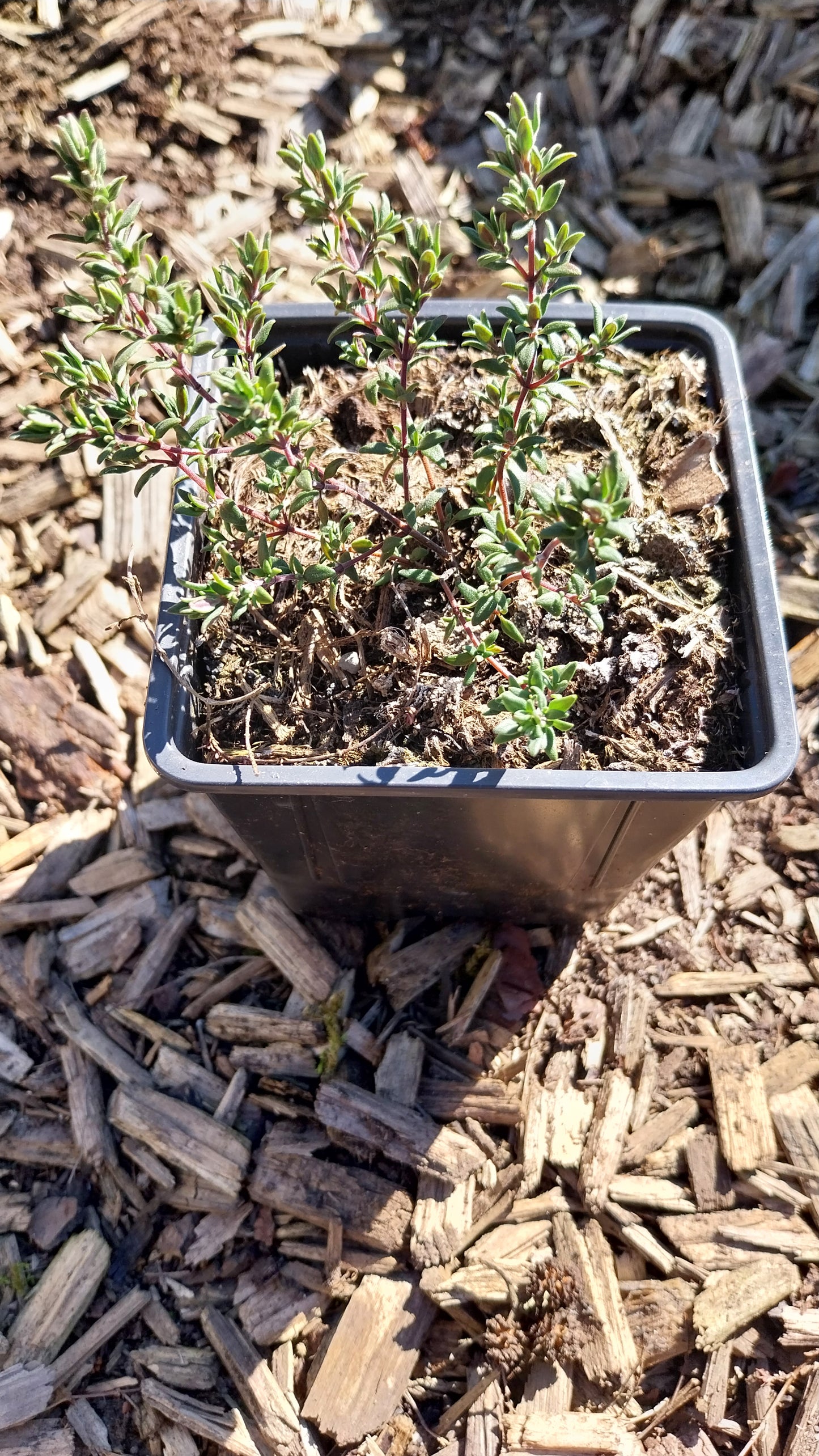 Thymus vulgaris Echter Thymian