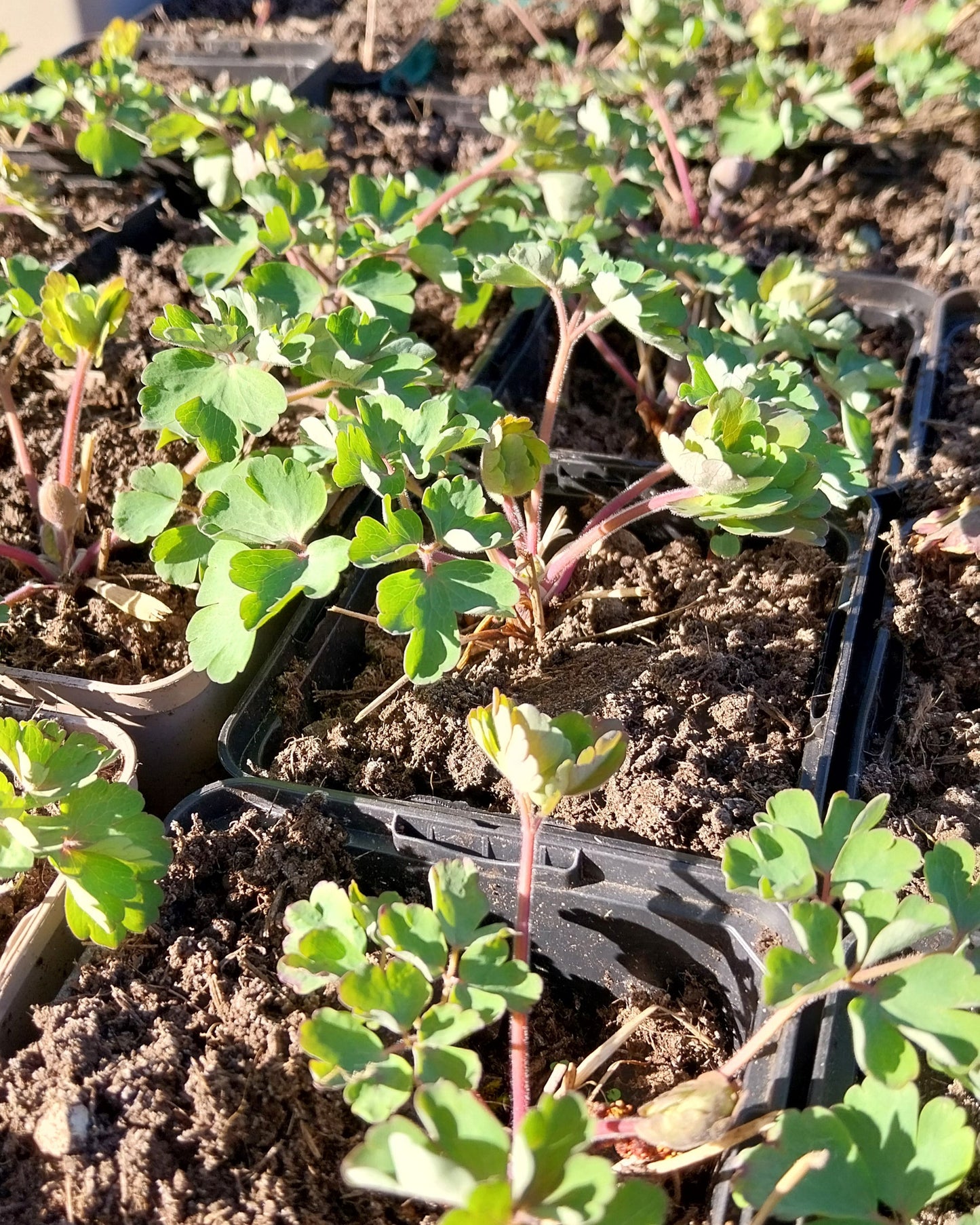 Aquilegia vulgaris 'William Guiness' Akelei
