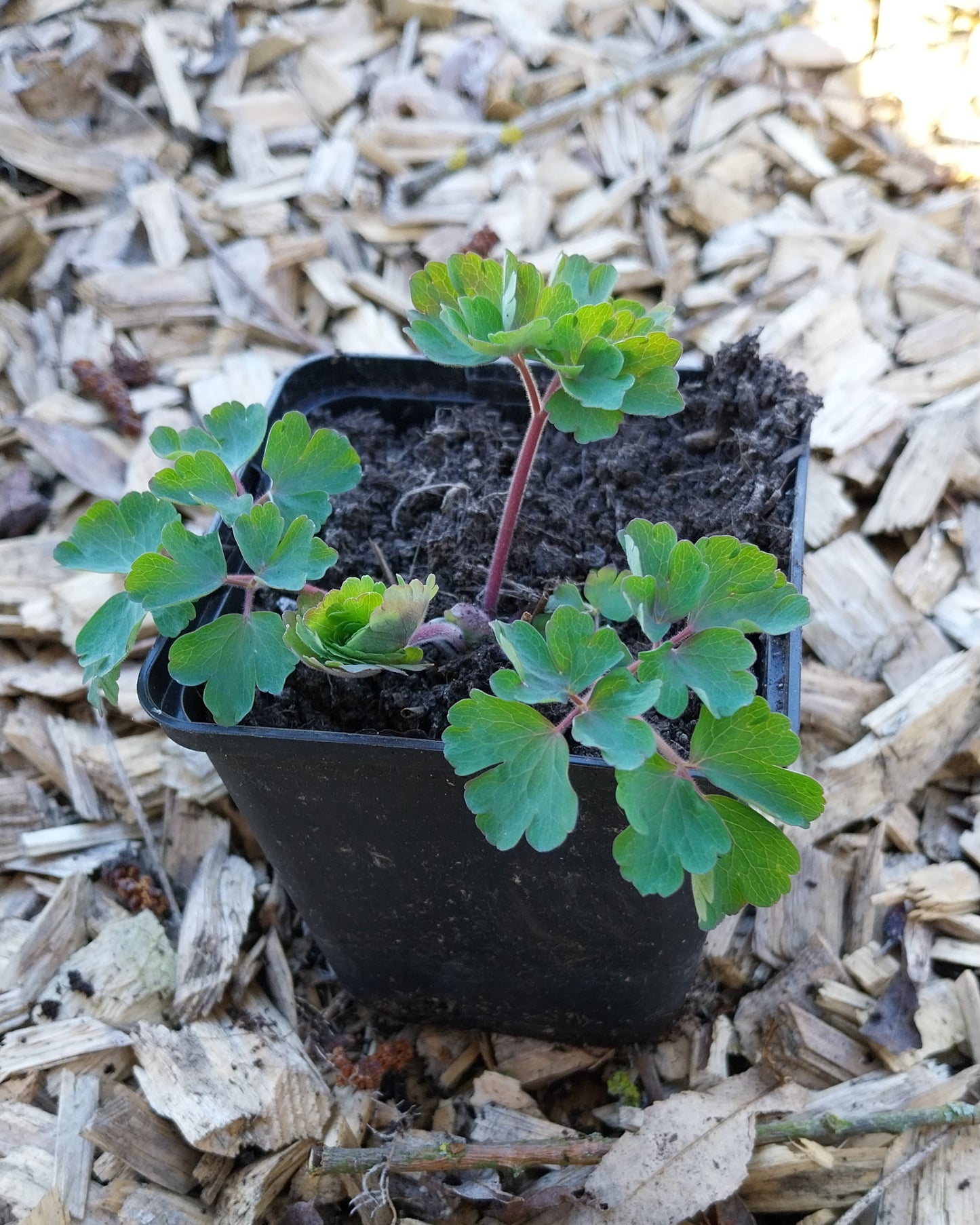 Aquilegia vulgaris 'William Guiness' Akelei
