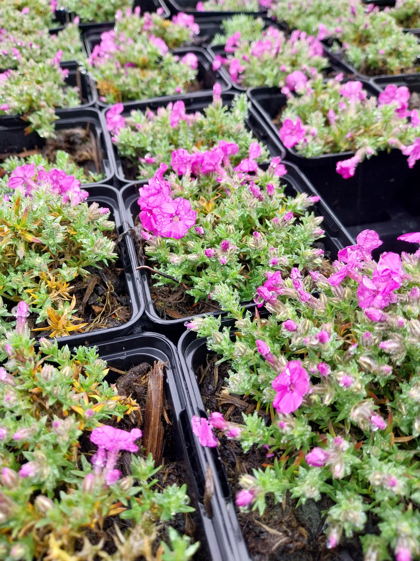 Phlox douglasii 'Red Admiral' Teppich-Flammenblume