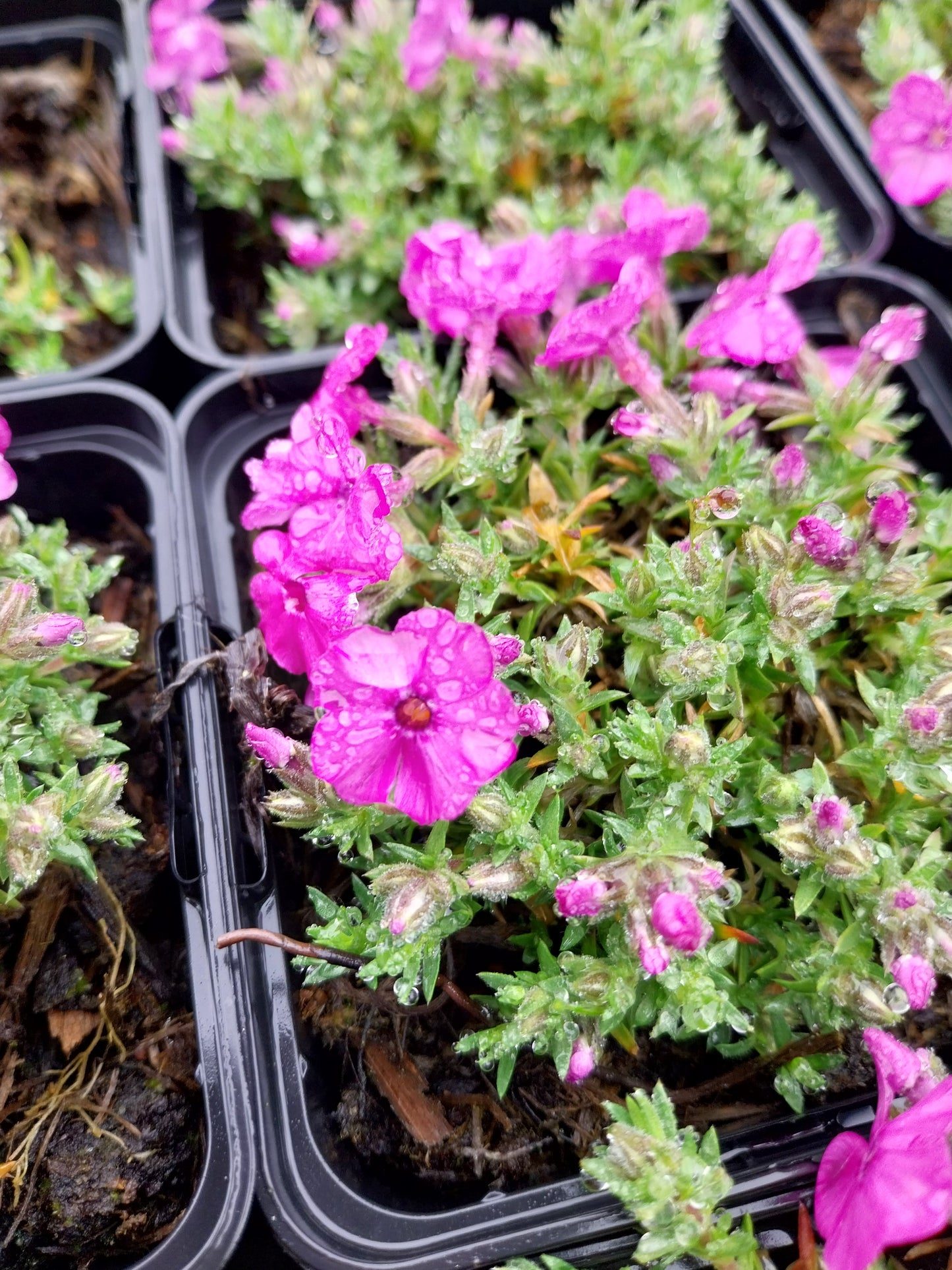 Phlox douglasii 'Red Admiral' Teppich-Flammenblume