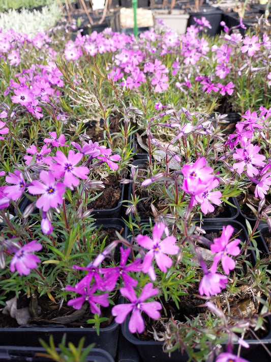 Phlox subulata 'Purple Beauty' Teppich-Flammenblume