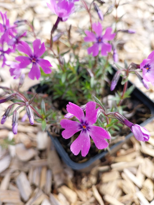 Phlox subulata 'Purple Beauty' Teppich-Flammenblume
