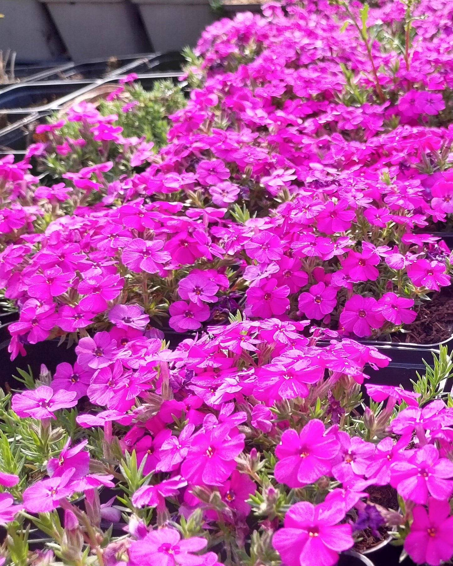 Phlox douglasii 'Red Admiral' Teppich-Flammenblume