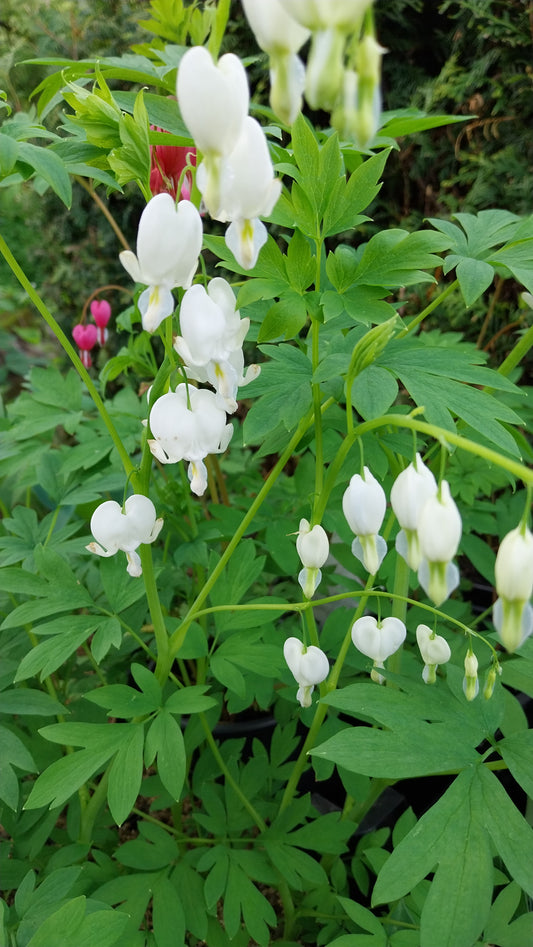 Dicentra spectabilis 'Alba' Hohe Herzblume, Tränendes Herz