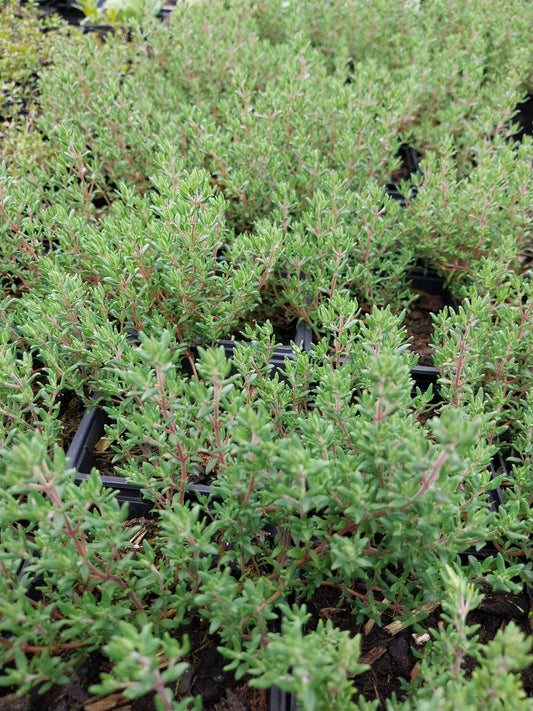 Thymus vulgaris Echter Thymian