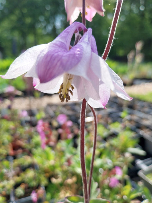 Aquilegia vulgaris Gewöhnliche Akelei