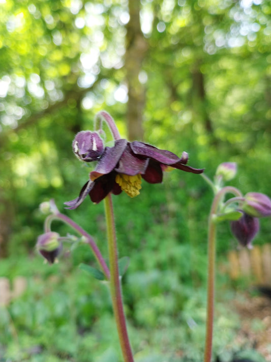Aquilegia vulgaris var. stellata 'Black Barlow' Akelei