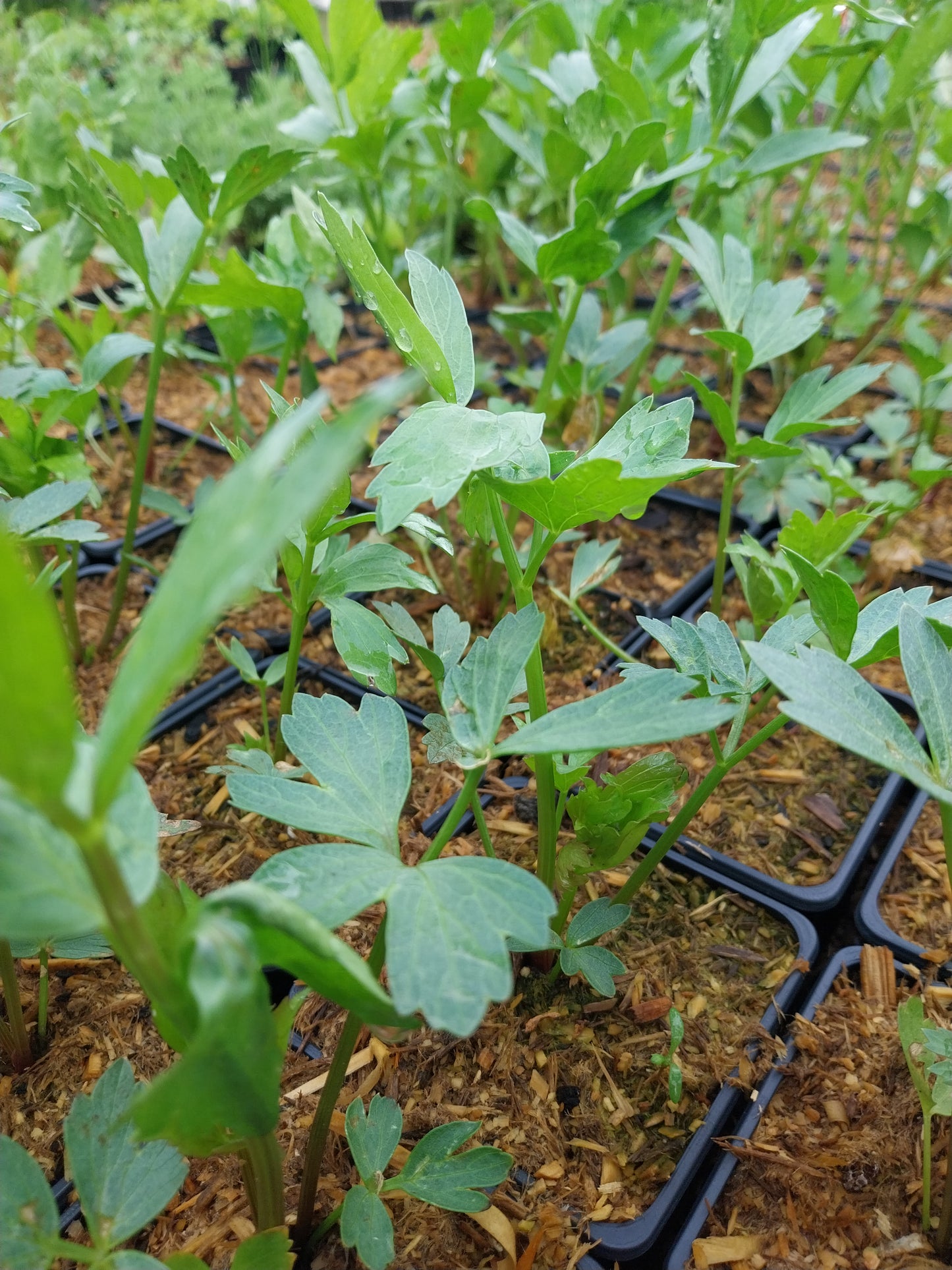 Levisticum officinale Liebstöckel, Maggikraut